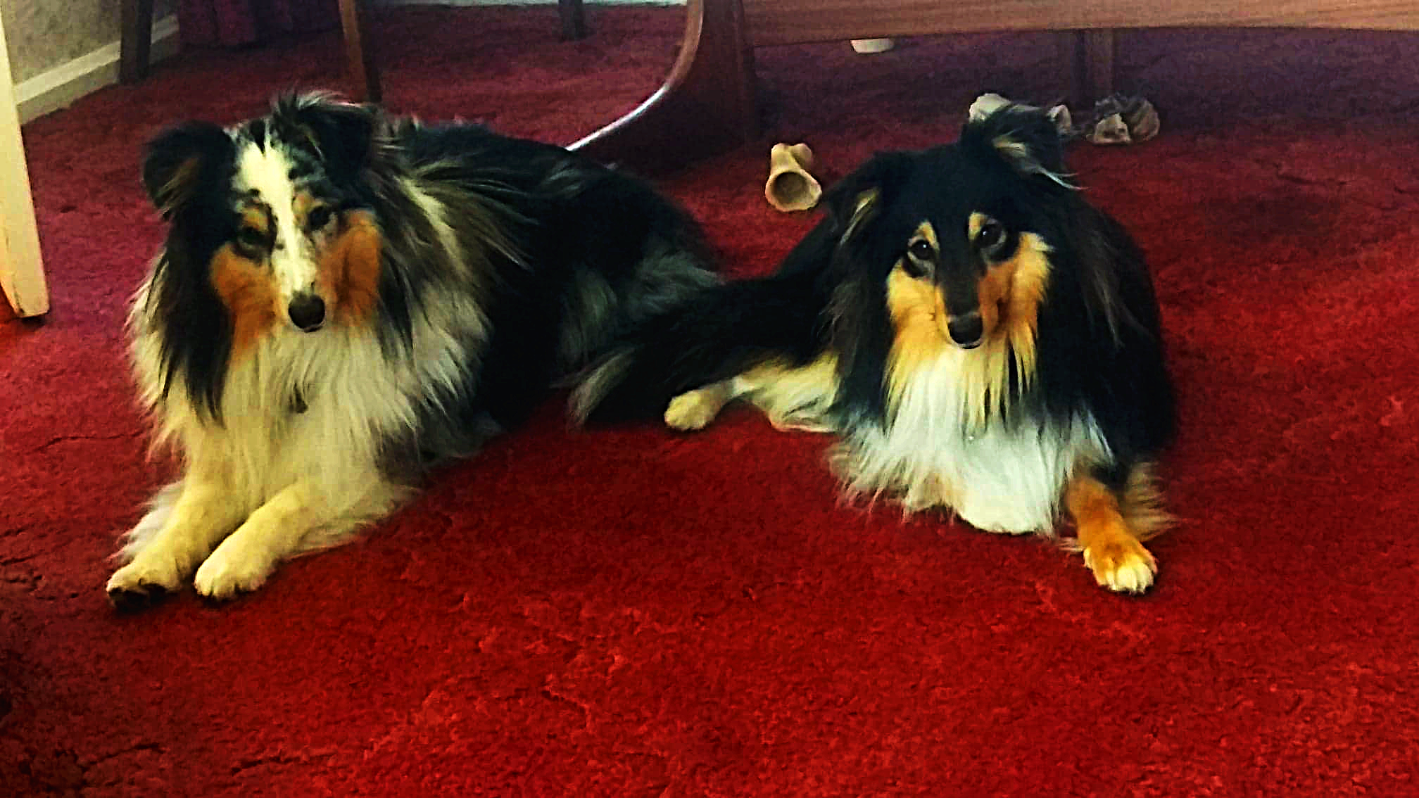 blumoon shelties